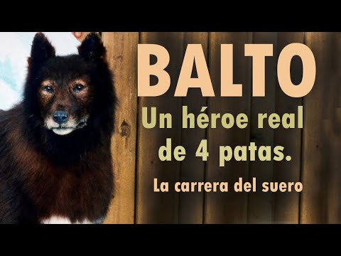Historia de Balto: El perro lobo héroe Historia de Balto: El perro lobo héroe