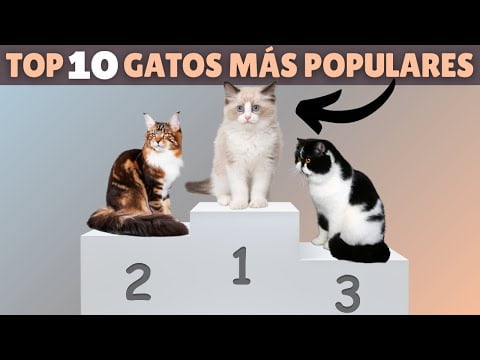 Descubre las Mejores Razas de Gatos Orientales - Guía Completa