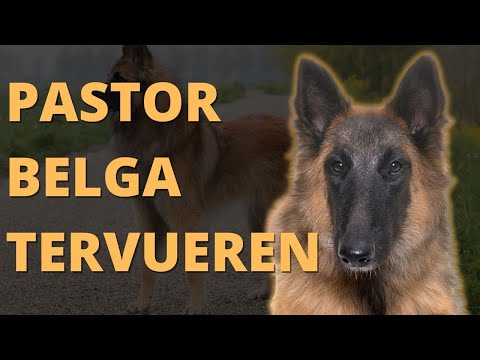 Pastor Belga Tervueren: Características y Cuidados