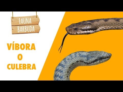 Descubre los tipos de serpientes más comunes
