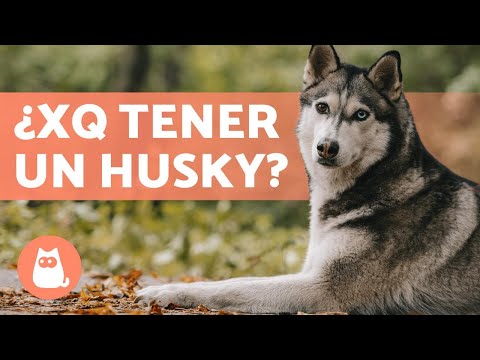 Husky Siberiano: La Compañía Perfecta Para Tu Hogar