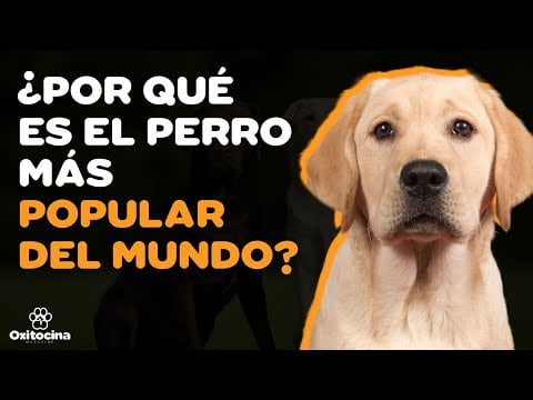 Todo lo que debes saber sobre el Labrador Retriever