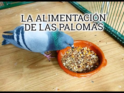 Descubre la dieta de las palomas: ¿Qué comen?