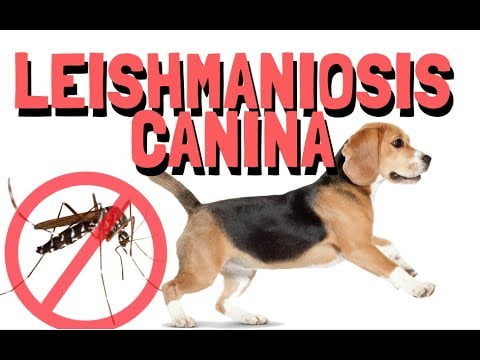 Vacuna contra la leishmania en perros: ¿Realmente funciona? Vacuna contra la leishmania en perros: ¿Realmente funciona?