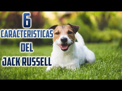 Descubre la raza Jack Russell Terrier: características y cuidados