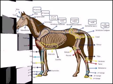 Guía completa de la anatomía del caballo: todo lo que necesitas saber Guía completa de la anatomía del caballo: todo lo que necesitas saber