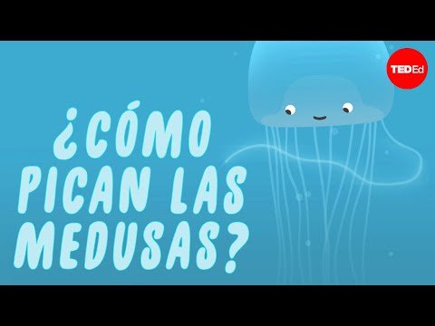 Medusas no picantes: ¿existen en realidad? Medusas no picantes: ¿existen en realidad?