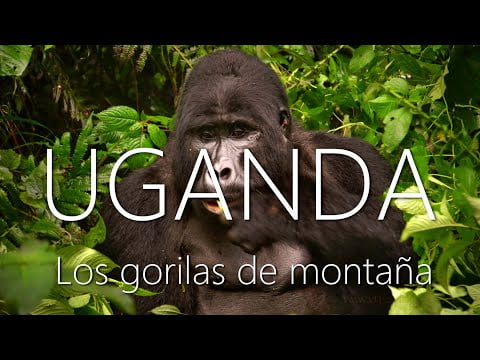 Gorila de espalda plateada: todo sobre su fascinante mundo