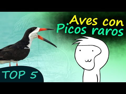 Descubre los distintos tipos de picos de aves