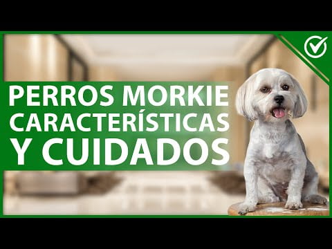 Morkie: Todo lo que necesitas saber sobre esta raza de perro