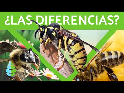 Diferencias entre avispas y abejas: Guía completa