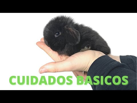 Conejo Mini Lop: Todo lo que necesitas saber