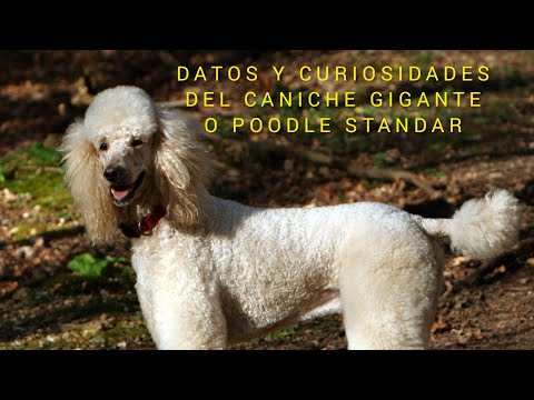 Descubre todo sobre el Caniche Gigante o Poodle Estándar