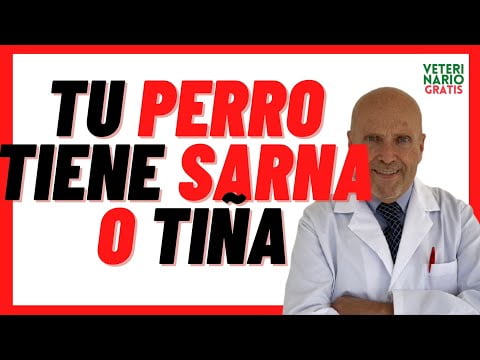 Tiña en perros: Síntomas, causas y tratamiento eficaz