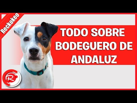 Bodeguero Andaluz: La Raza Canina Más Leal 

Descubre las Características del Ratonero Andaluz