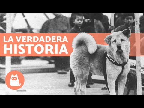 Hachiko, el perro fiel: La conmovedora historia detrás de su lealtad