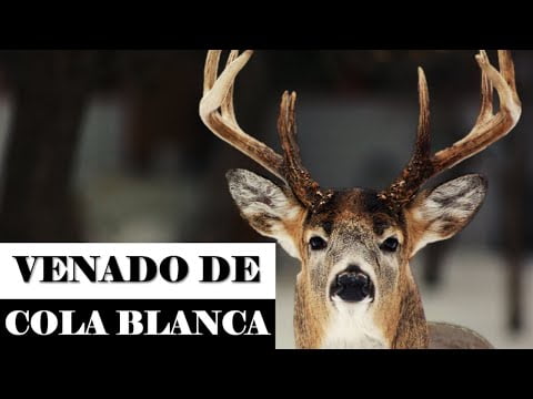 Descubre qué animal es Bambi en este artículo Descubre qué animal es Bambi en este artículo