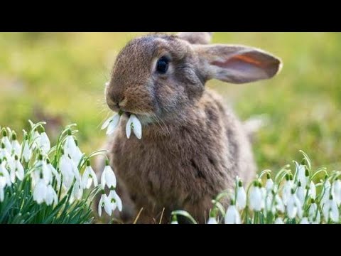 Duración de vida del conejo: ¿Cuánto tiempo vive un conejo?