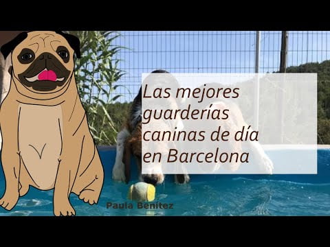 Guarderías caninas diurnas en Barcelona: las mejores opciones