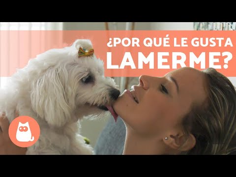 Mi perro lame mucho: causas y soluciones