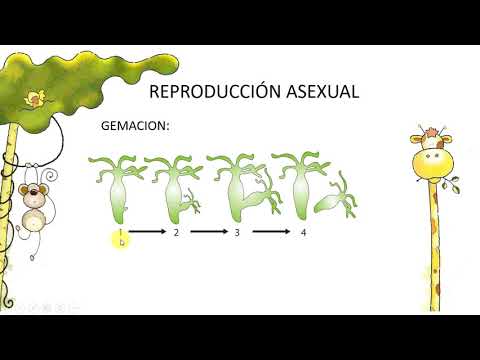 Reproducción asexual en animales: todo lo que necesitas saber Reproducción asexual en animales: todo lo que necesitas saber