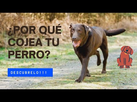 Por qué mi perro cojea de la pata delantera: causas y soluciones Por qué mi perro cojea de la pata delantera: causas y soluciones