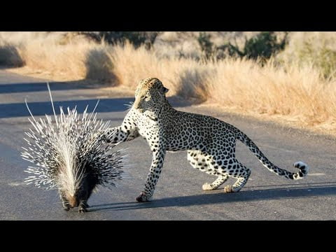 Diferencias entre erizo y puercoespín: ¿Cómo distinguirlos? Diferencias entre erizo y puercoespín: ¿Cómo distinguirlos?