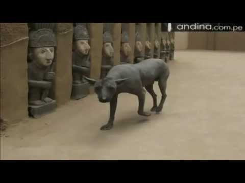 Descubre todo sobre el Perro Peruano: Historia, características y cuidados Descubre todo sobre el Perro Peruano: Historia, características y cuidados