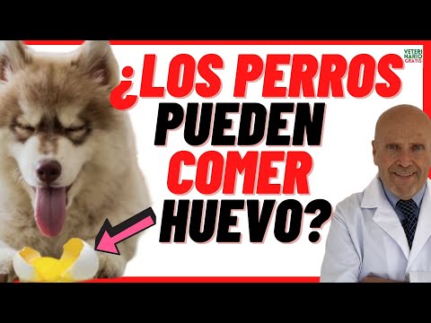 Perros y huevos: ¿es seguro alimentarlos con este alimento?