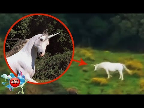 Descubre la verdad sobre la existencia de los unicornios Descubre la verdad sobre la existencia de los unicornios
