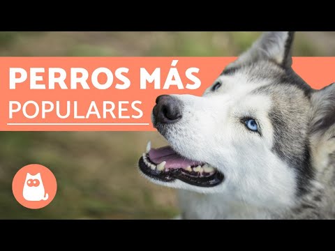 Descubre las 10 razas de perros de agua más populares Descubre las 10 razas de perros de agua más populares