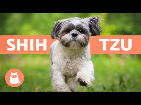 Conoce los cuidados esenciales para tu Shih Tzu