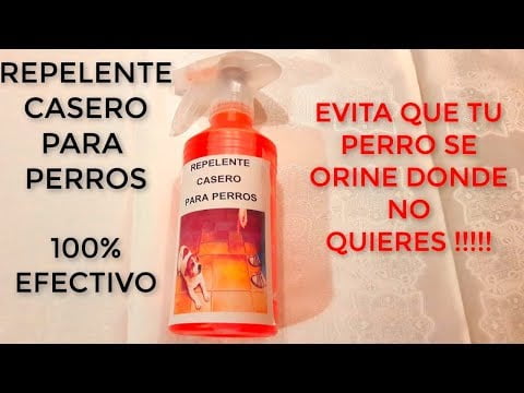 Repelentes caseros para perros: ¡mantén a tus mascotas alejadas! Repelentes caseros para perros: ¡mantén a tus mascotas alejadas!