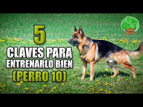 Todo sobre el adiestramiento del Pastor Alemán Todo sobre el adiestramiento del Pastor Alemán