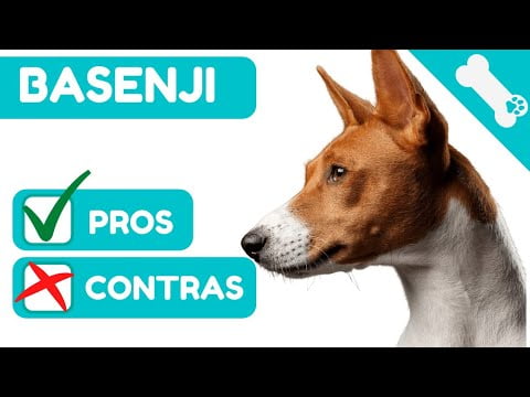 Descubre todo sobre la raza de perros Basenji