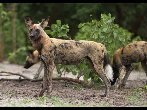 Perro lobo herreño: la raza canina salvaje de la isla de El Hierro