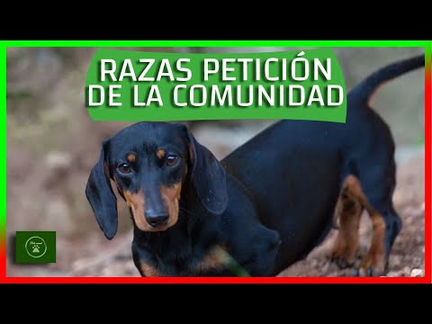 Descubre las mejores razas de perros africanos