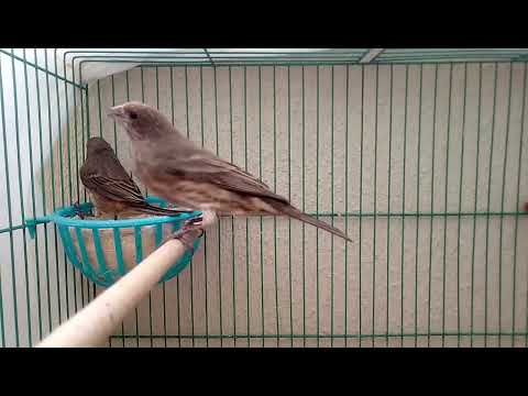 Guía para criar un gorrión: todo lo que necesitas saber Guía para criar un gorrión: todo lo que necesitas saber