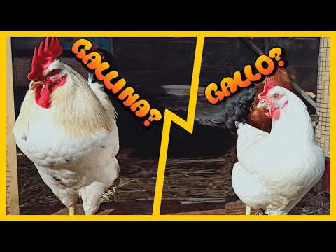 Diferencia entre gallo y gallina: ¿Cuál es la clave para distinguirlos? Diferencia entre gallo y gallina: ¿Cuál es la clave para distinguirlos?