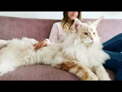 Descubre las 12 razas de gatos gigantes impresionantes