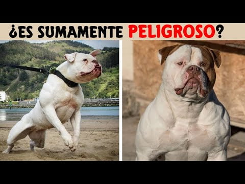 Bulldog Americano: Descubre todo sobre esta raza