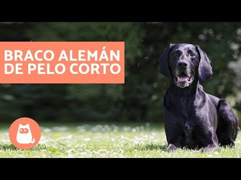 Descubre el Braco Alemán de Pelo Corto: La Mejor Raza de Perros