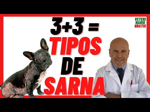 Sarna en perros: síntomas, tratamiento y contagio - Guía completa