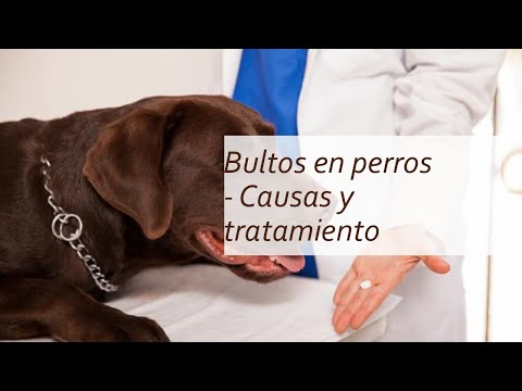 Bultos en perros: Causas y tratamiento