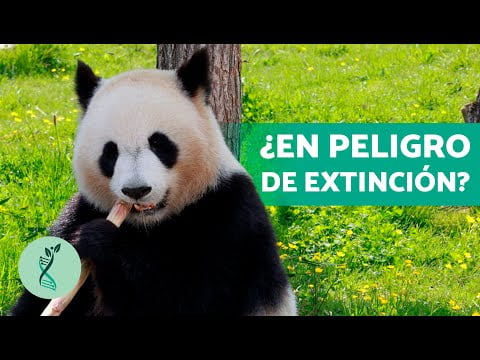 La alimentación del oso panda: secretos y curiosidades