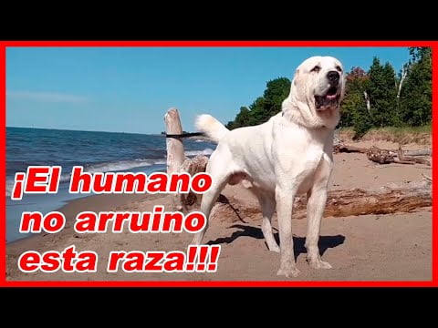 Descubre todo sobre la raza de perros Alabai Descubre todo sobre la raza de perros Alabai