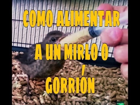 Guía de alimentación para el mirlo común Guía de alimentación para el mirlo común