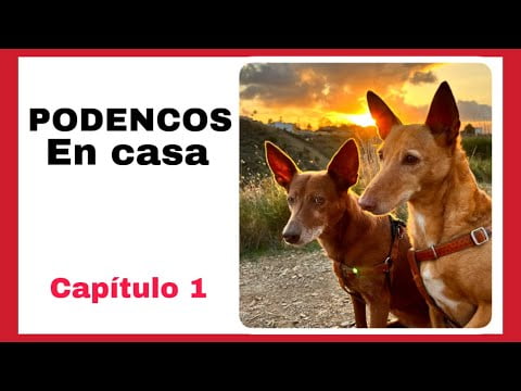 Descubre los tipos de podencos: guía completa Descubre los tipos de podencos: guía completa