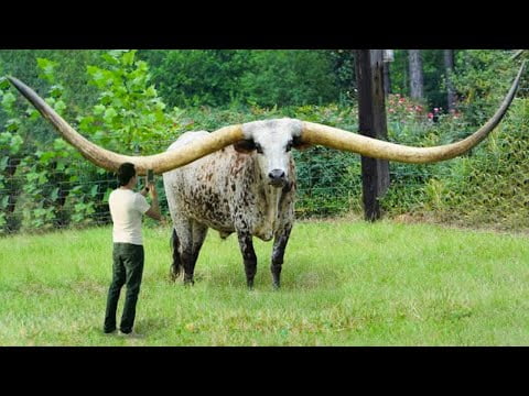 Descubre los animales con cuernos más grandes, largos y retorcidos