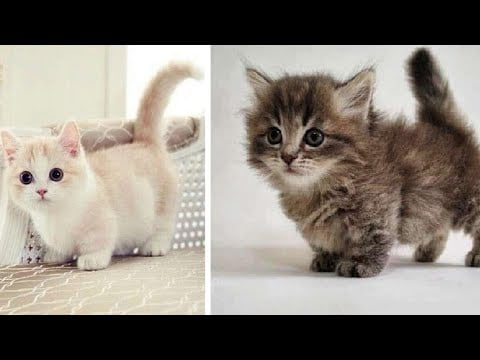 Los 10 gatos más adorables del planeta: ¡descúbrelos aquí!